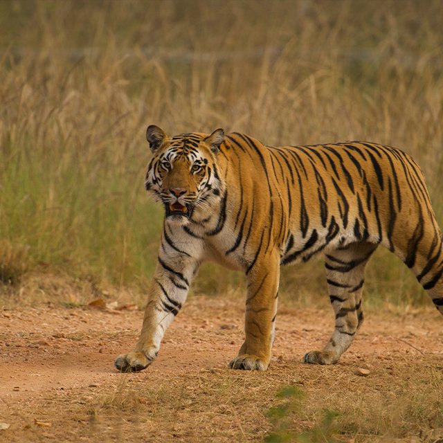 Bengal tiger walking on a forest track in Pench
