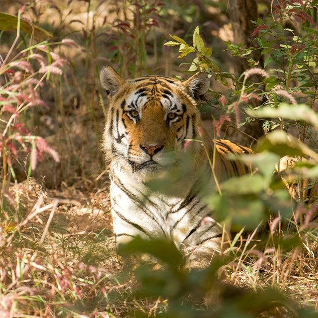 Bengal tiger among dry grass and foliage