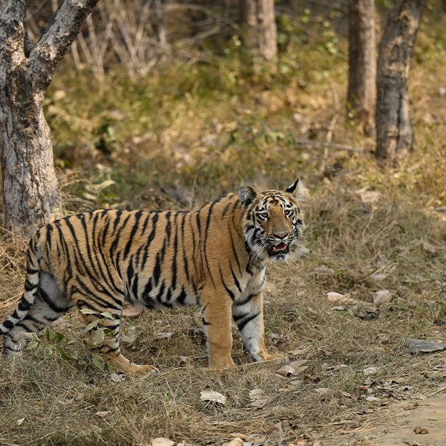 Guest safari photograph