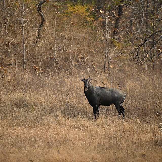 Guest safari photograph