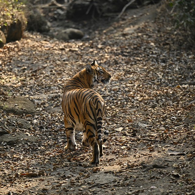 Guest safari photograph