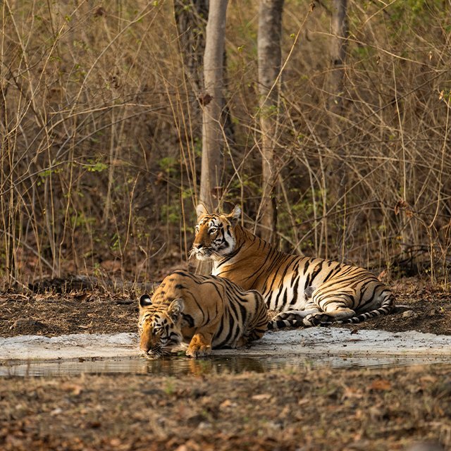 Guest safari photograph