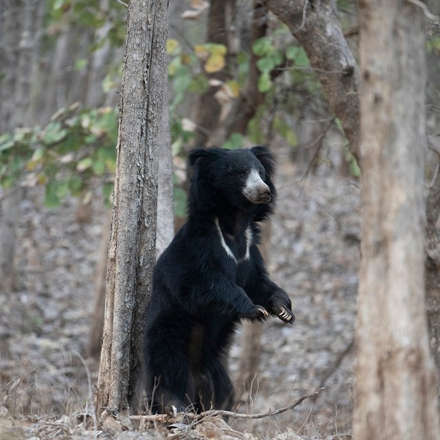 Guest safari photograph