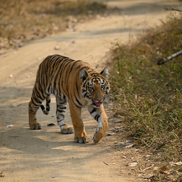 Guest safari photograph